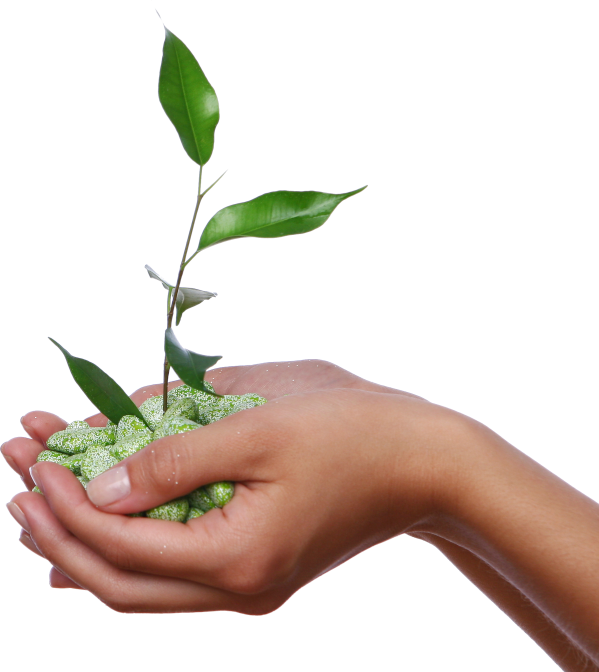hand holding plant